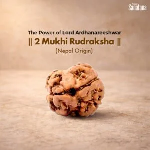 2 Mukhi Rudraksha Nepal – Original Certified | Project Sanatana