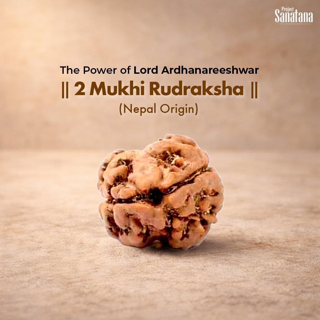 2 Mukhi Rudraksha (Nepal Origin) - Certified
