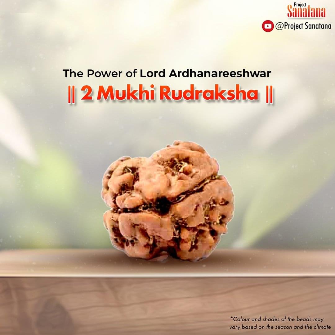 2 Mukhi Rudraksha (Nepal Origin) - Certified