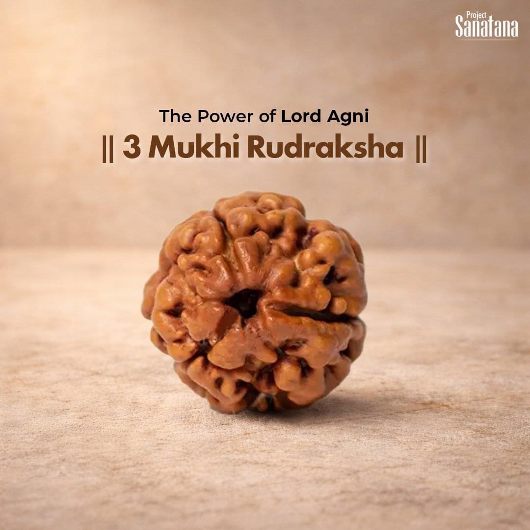 3 Mukhi Rudraksha (Nepal Origin) - Certified