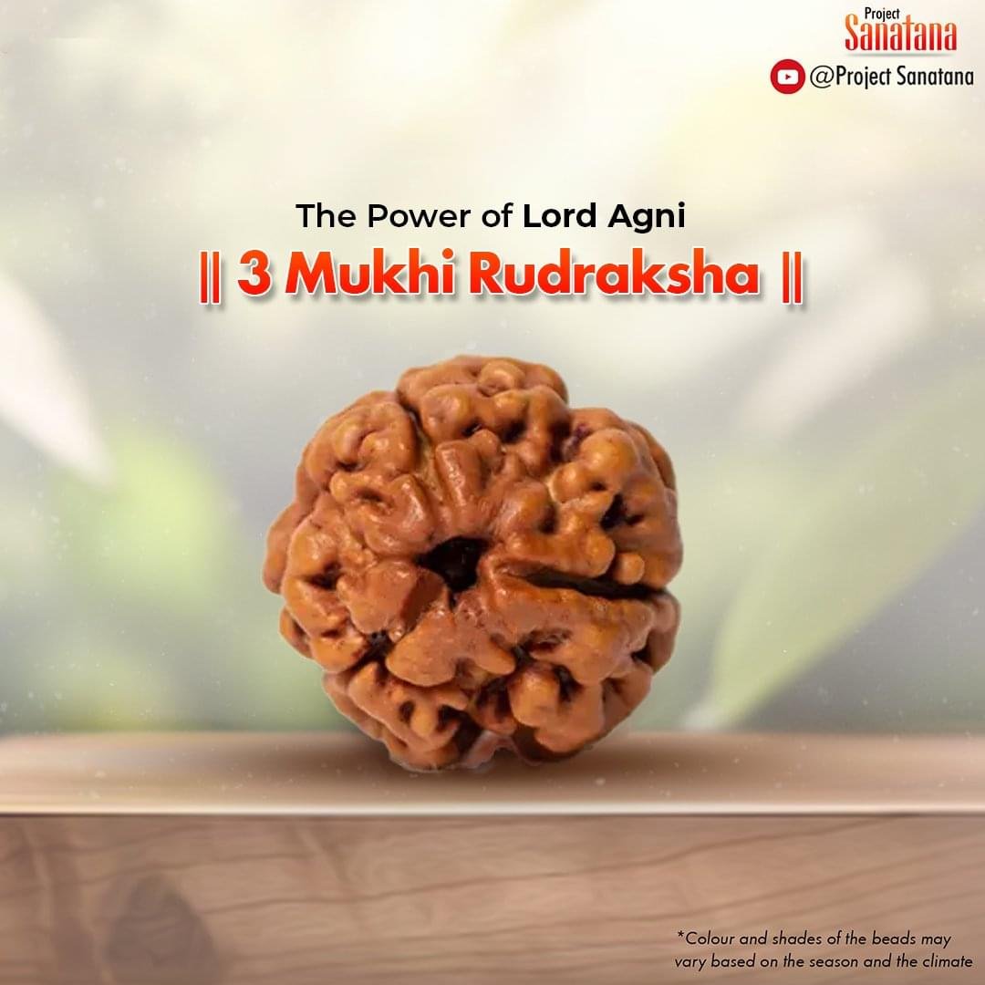 Original 3 Mukhi Rudraksha from Nepal | project Sanatana