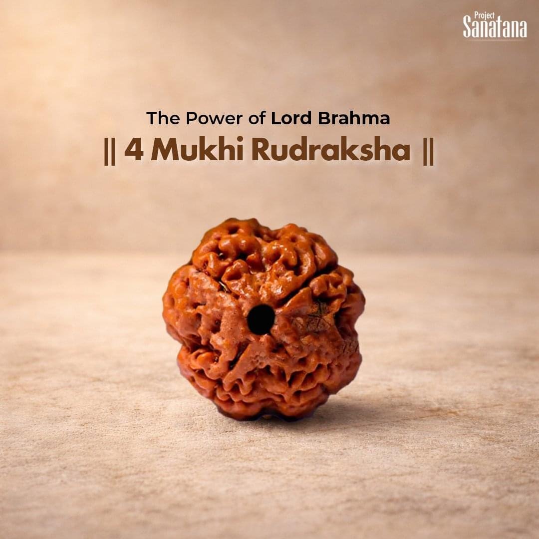 4 Mukhi Rudraksha (Nepal Origin) - Certified