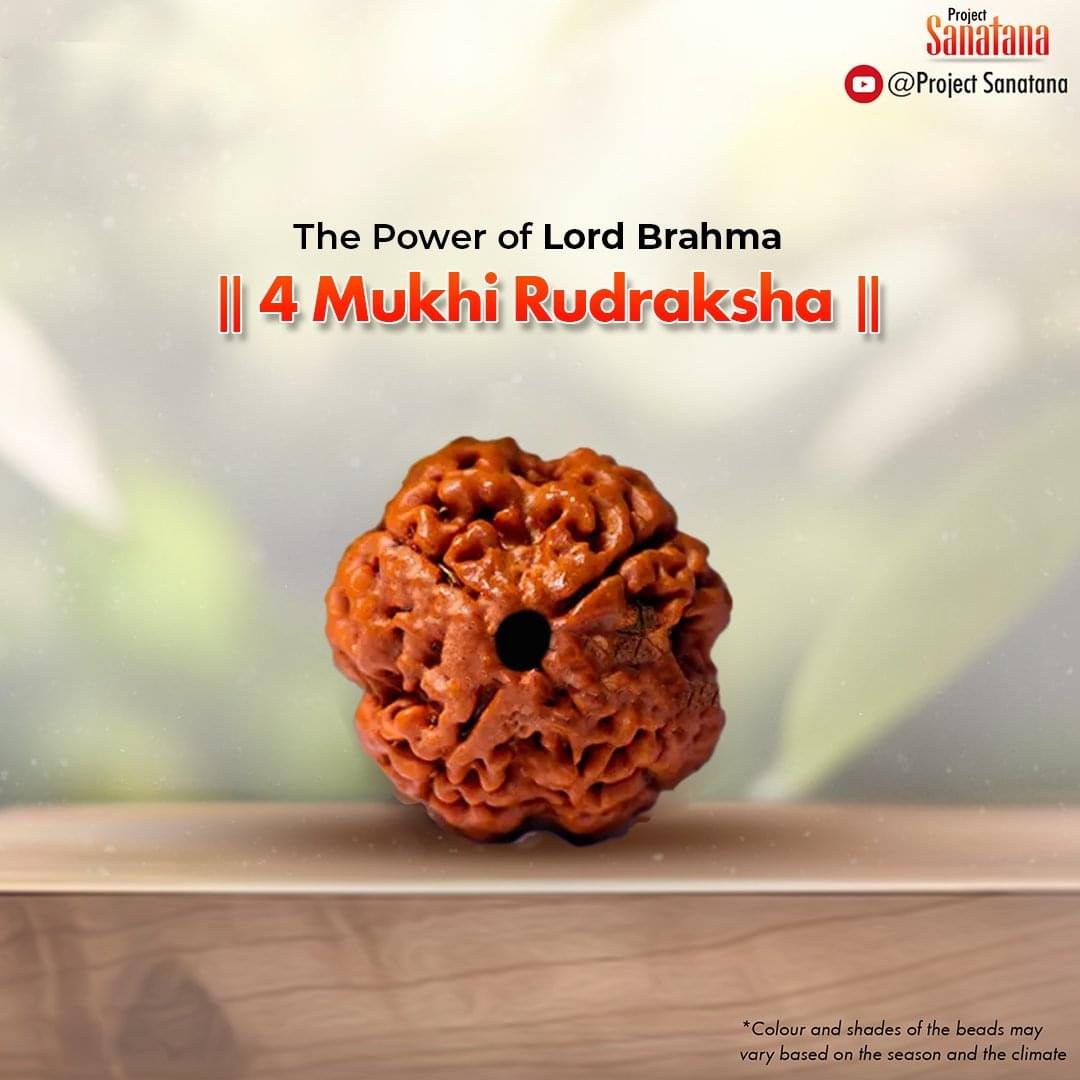 Original 4 Mukhi Rudraksha from Nepal | project Sanatana