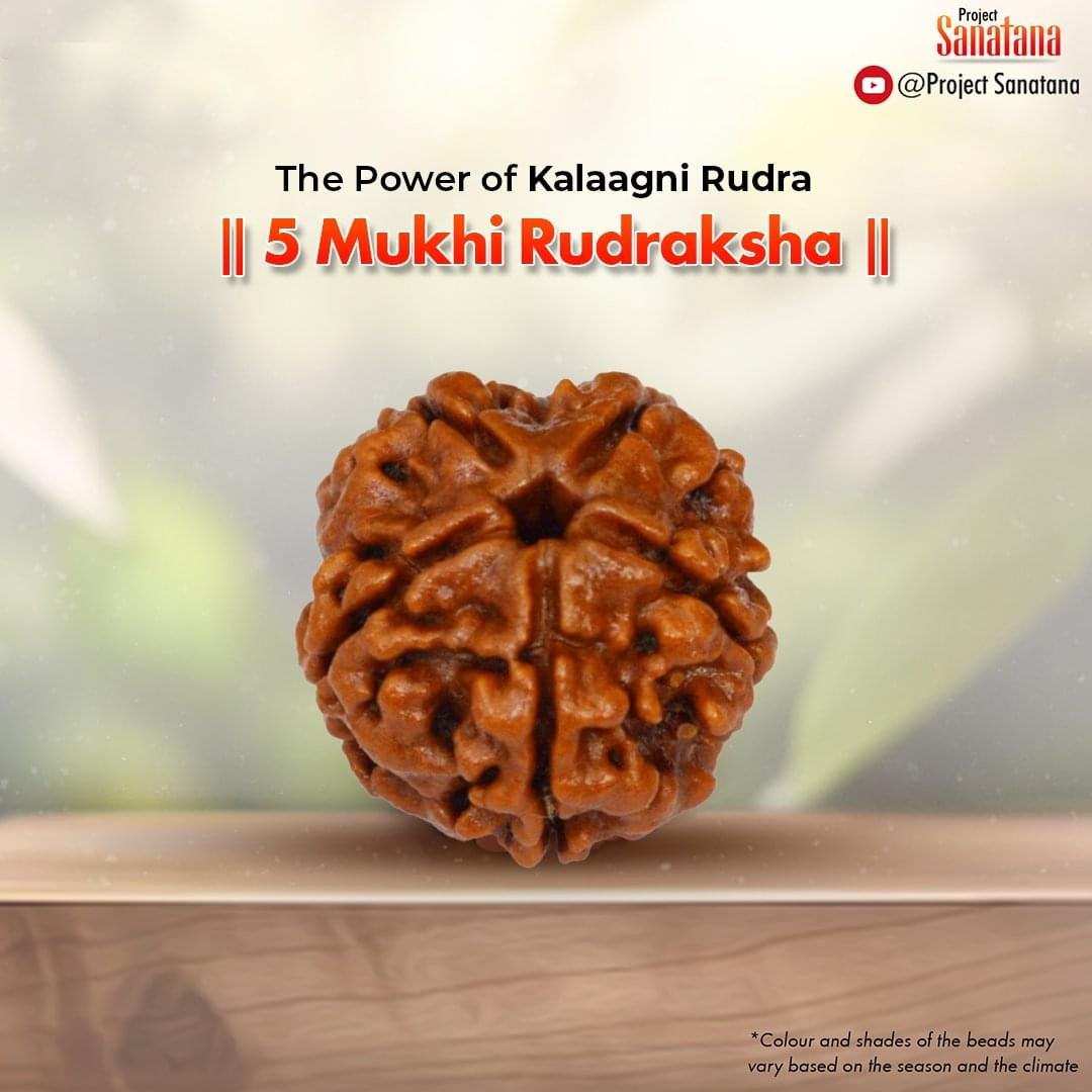 Original 5 Mukhi Rudraksha from Nepal