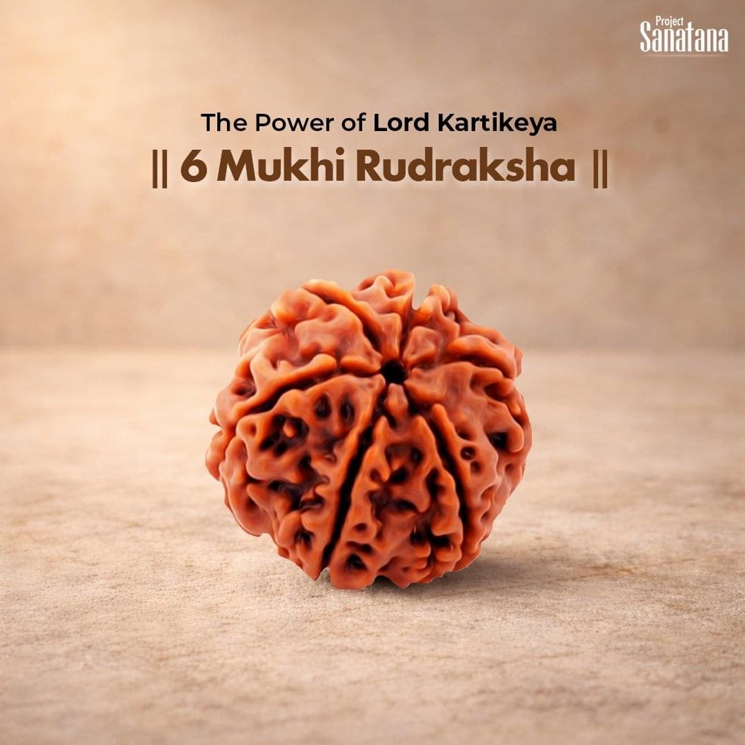 6 Mukhi Rudraksha (Nepal Origin) - Certified