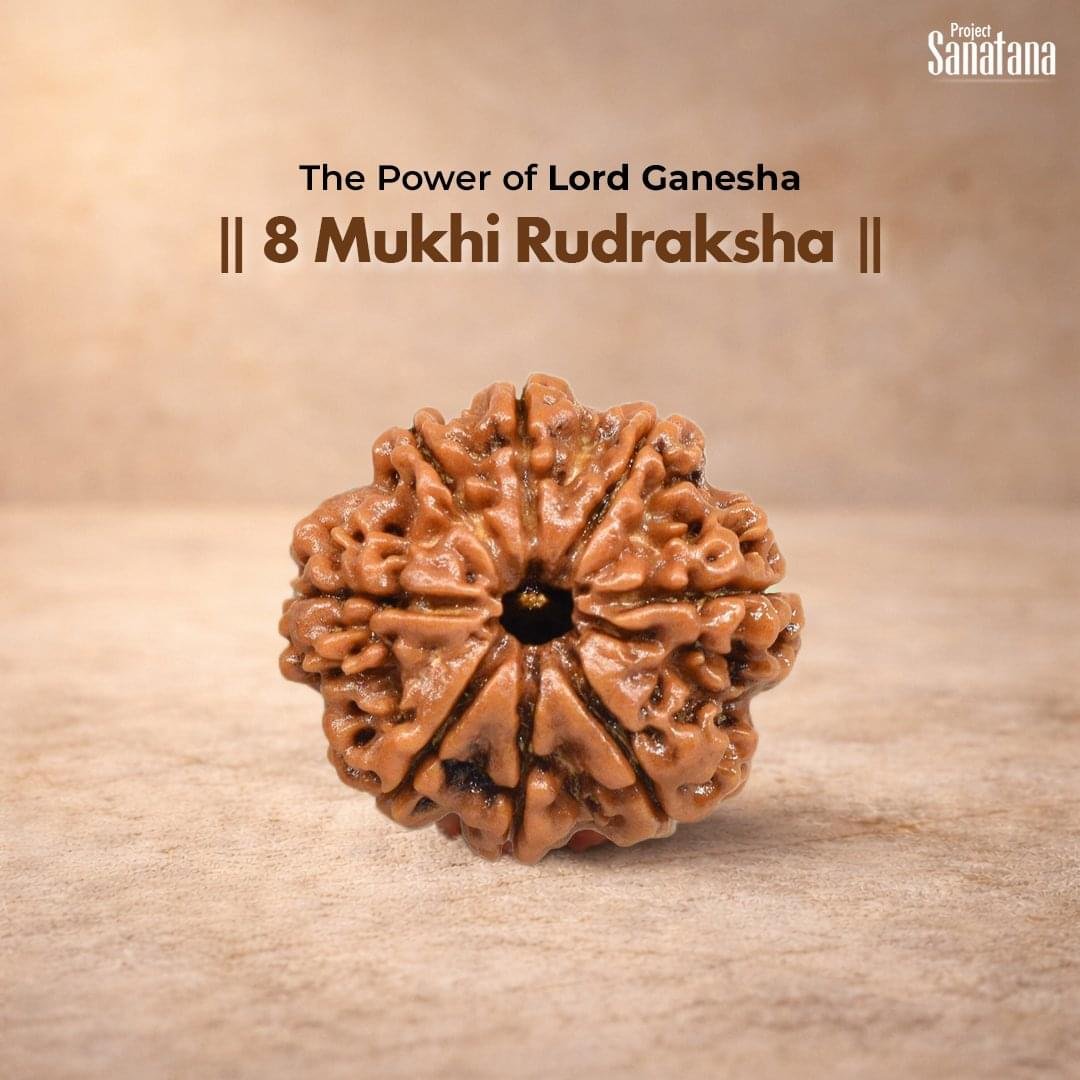 8 Mukhi Rudraksha (Nepal Origin) - Certified
