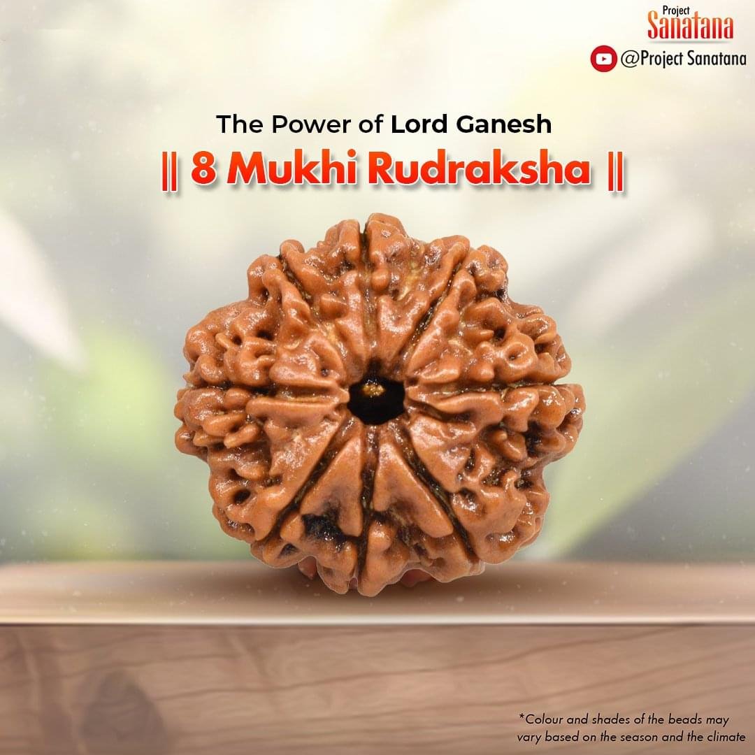 Original certified 8 Mukhi Rudraksha from Nepal | project Sanatana