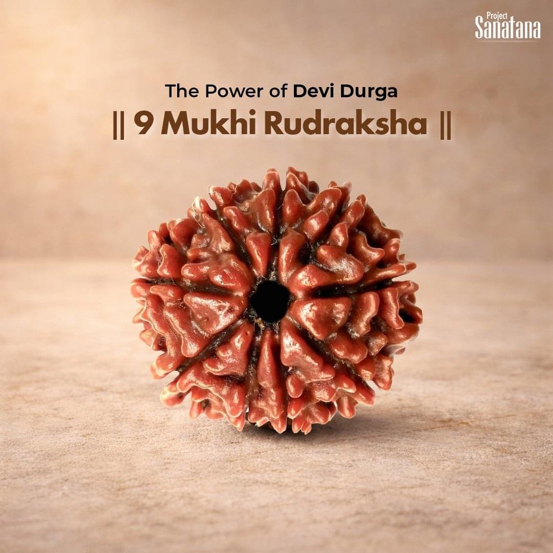 9 Mukhi Rudraksha (Nepal Origin) - Certified