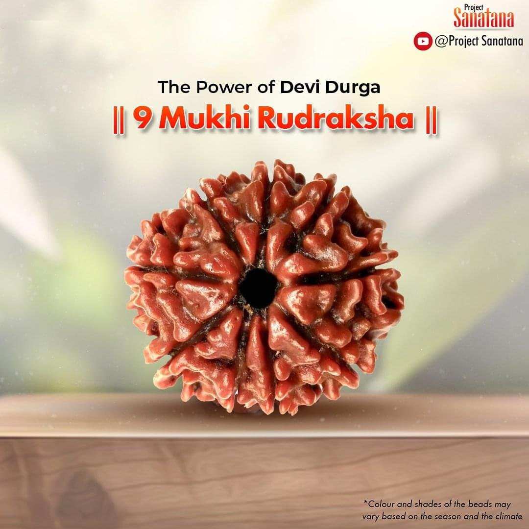 Original certified 9 Mukhi Rudraksha from Nepal | project Sanatana