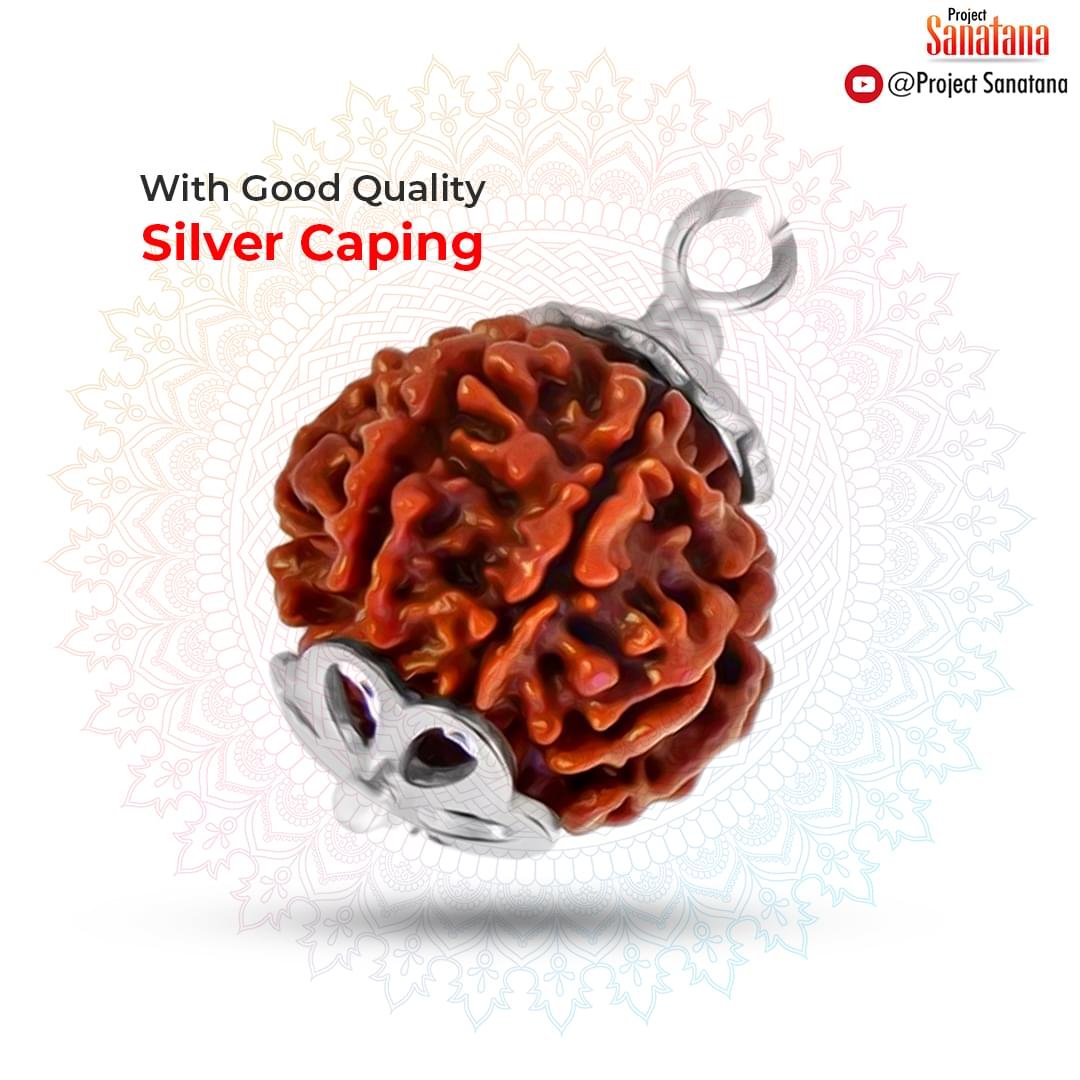 5 Mukhi Rudraksha (Nepal Origin) - Certified - Image 2