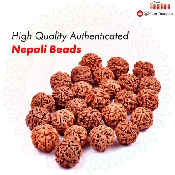 5 Mukhi Rudraksha (Nepal Origin) - Certified - Image 4