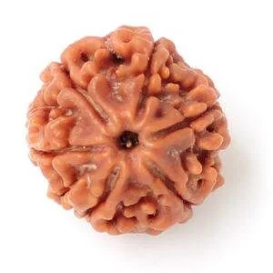 6 Mukhi Rudraksha – Certified Nepal Bead | Buy Online India