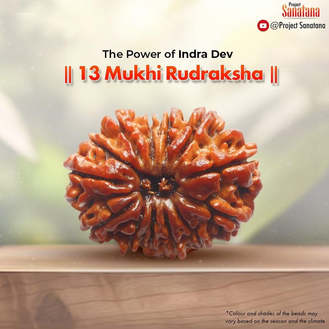 Original certified 13 Mukhi Rudraksha from Nepal | project Sanatana