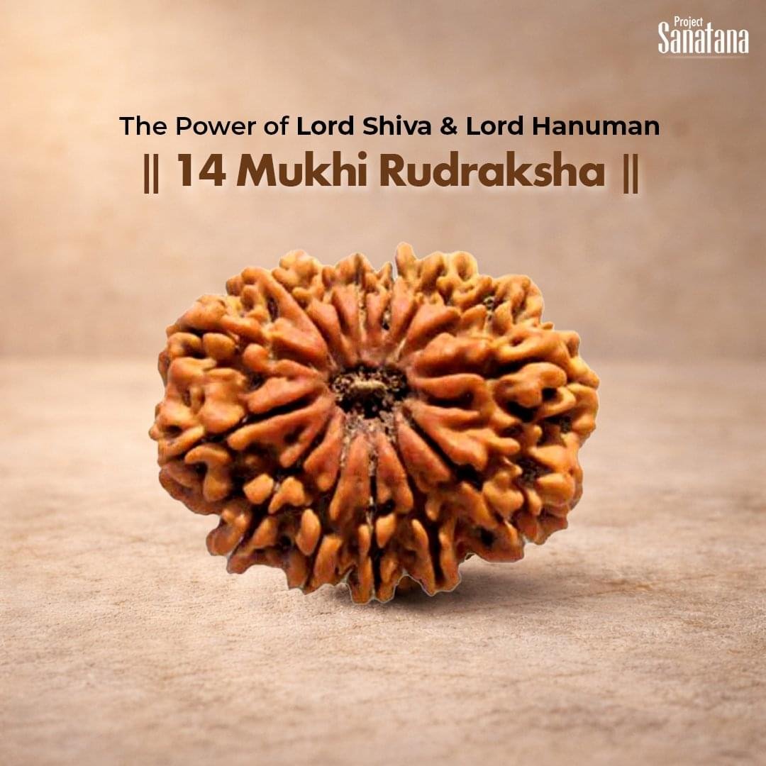 14 Mukhi Rudraksha (Nepal Origin) - Certified
