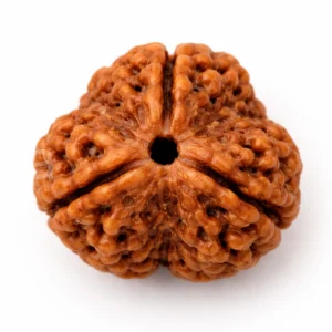 3 Mukhi Rudraksha – Buy Original Certified Bead Online